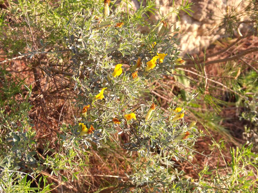 Cytisus spinescens / Citiso spinoso